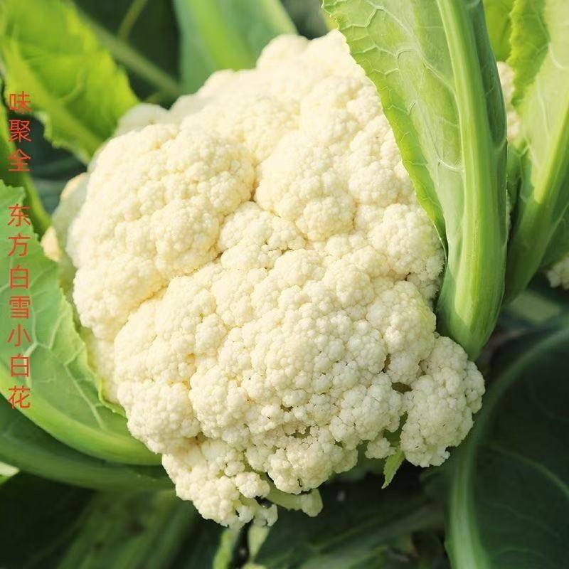 新人福利花菜苗耐寒30棵