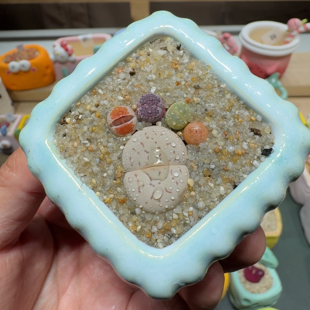 红陶蘑菇341彩拼