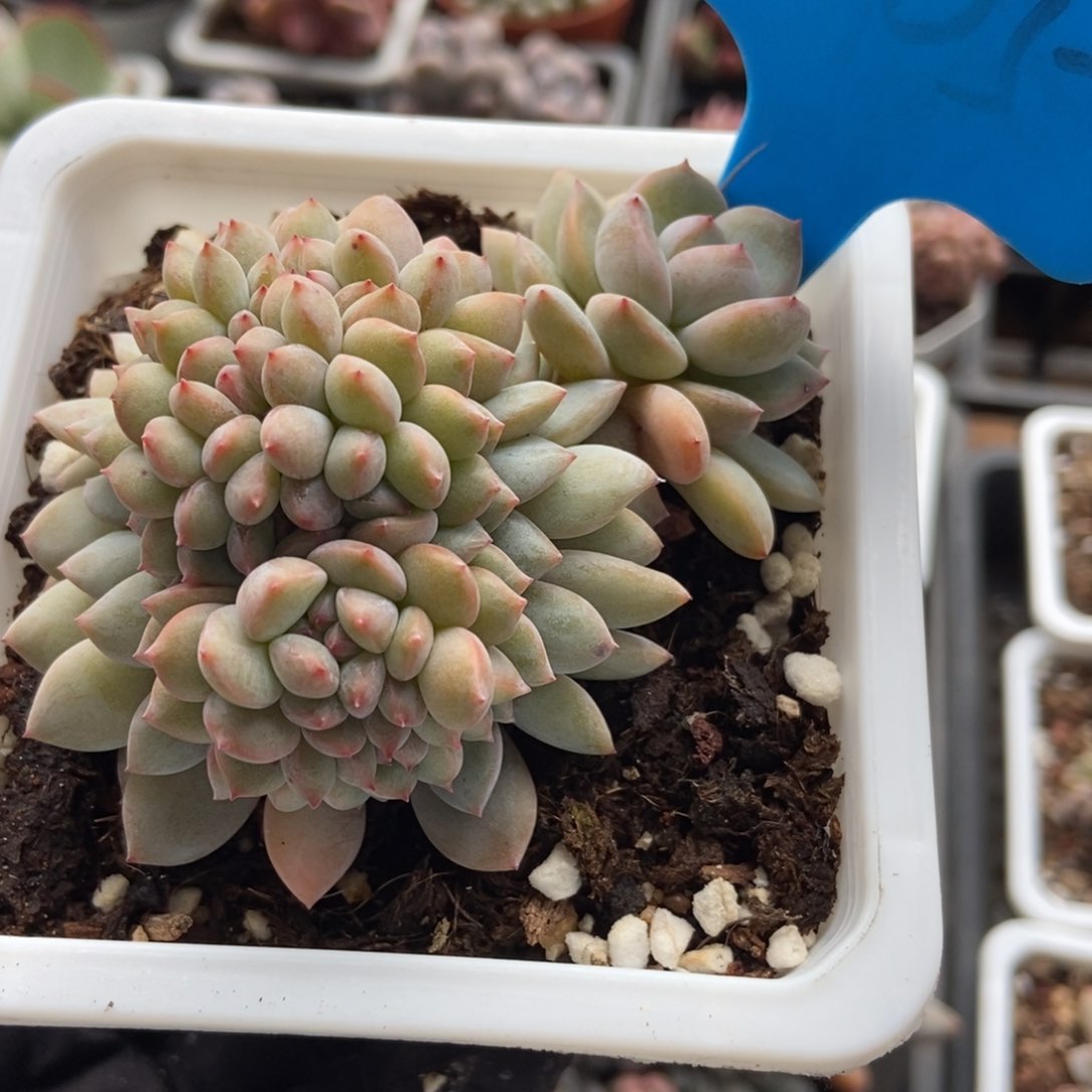 1005石榴籽unsourced and多肉