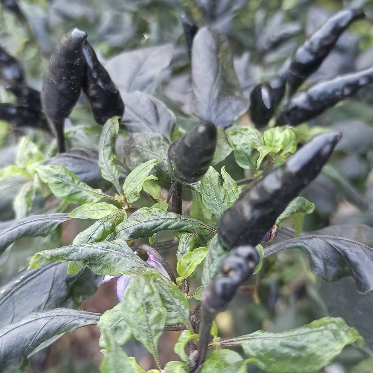 （黑辣椒）云南农村大集现收