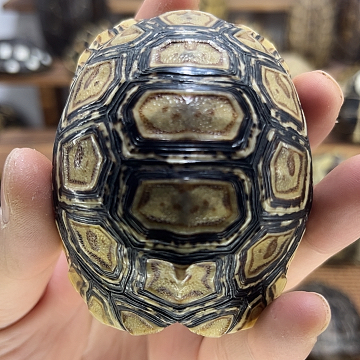 龟壳文玩手把卡7.5