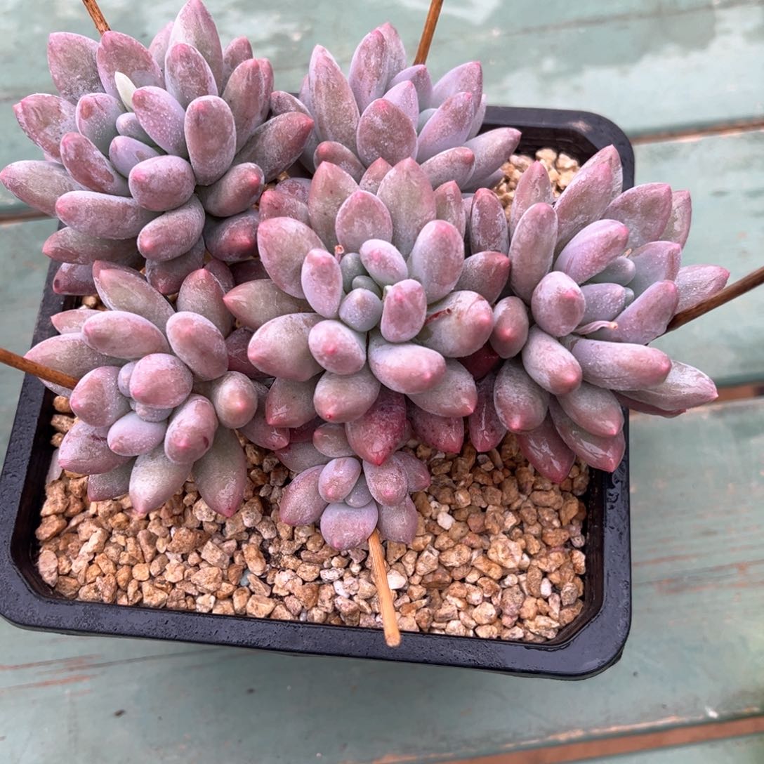 香索捧花多肉植物