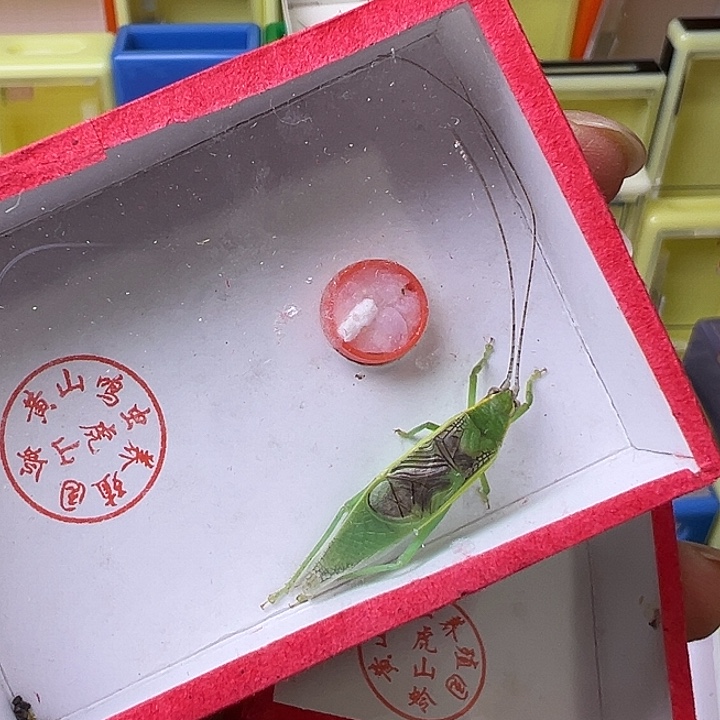 蟋蟀金钟短须哈哈哈哈哈哈哈