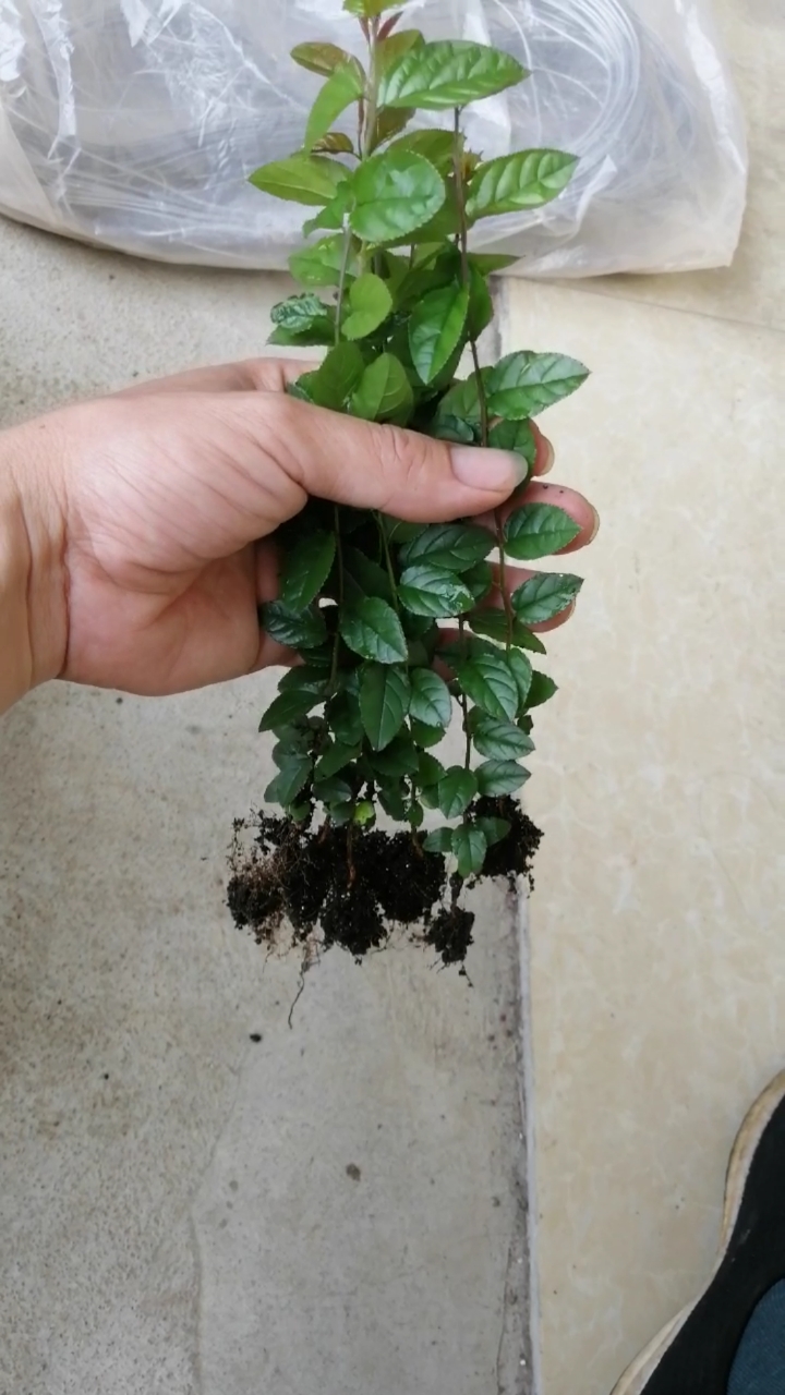 小叶红芽雀梅，盆景绿植直播间一物一拍