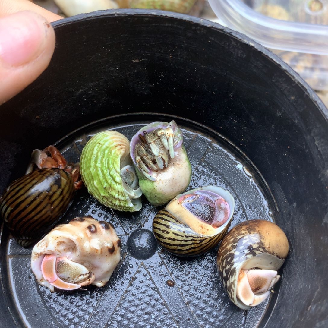 a22六只精品彩灰组合
