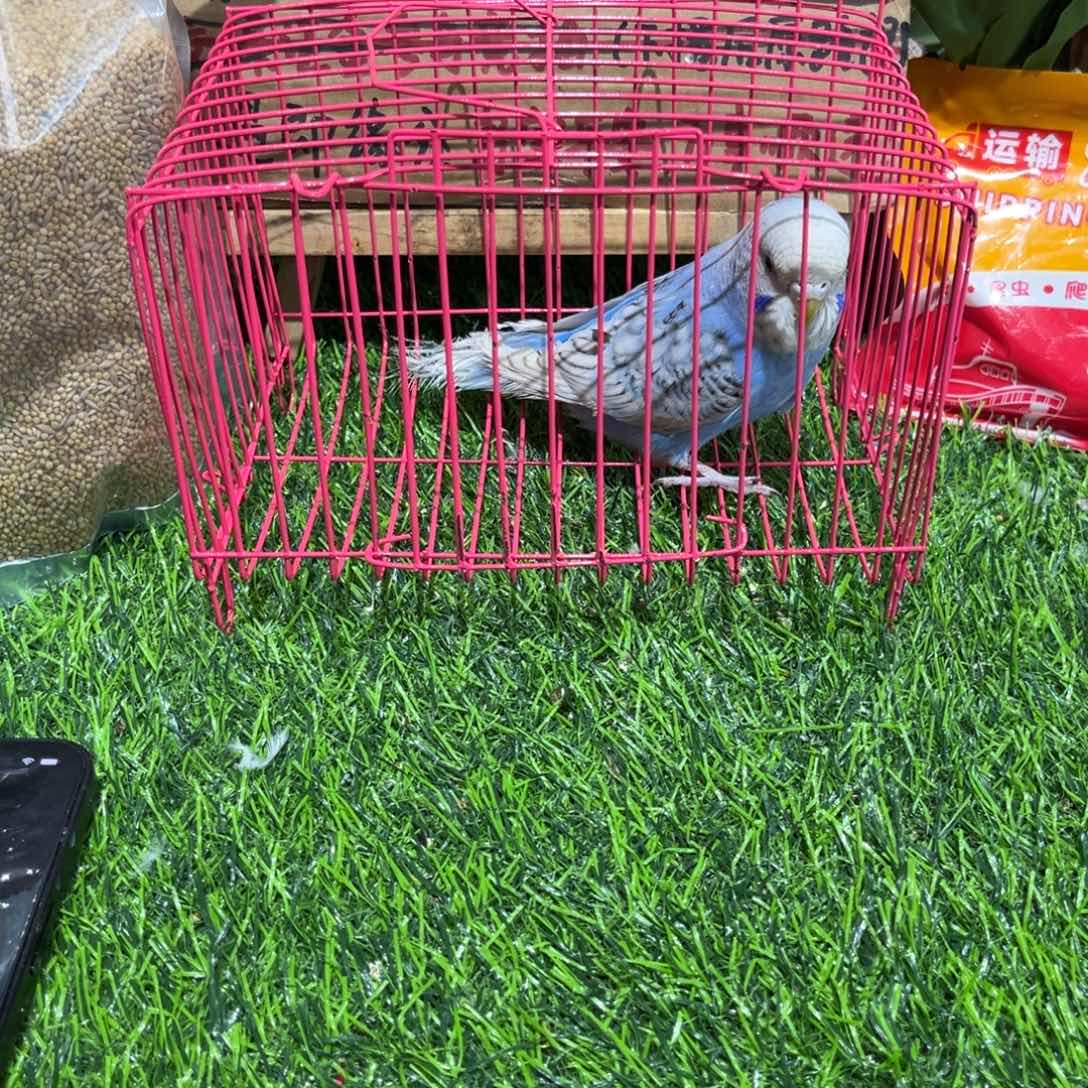 辉***煌虎皮鹦鹉大头虎皮鹦鹉一只，一物一拍不退换竞拍。