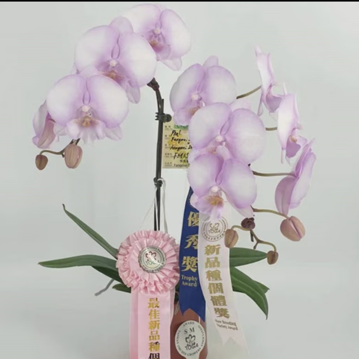 【芳美梦幻天使】蝴蝶兰 抽梗苗 3.0寸杯