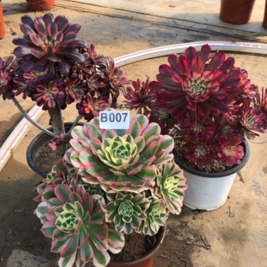 法师多肉植物安*法师007