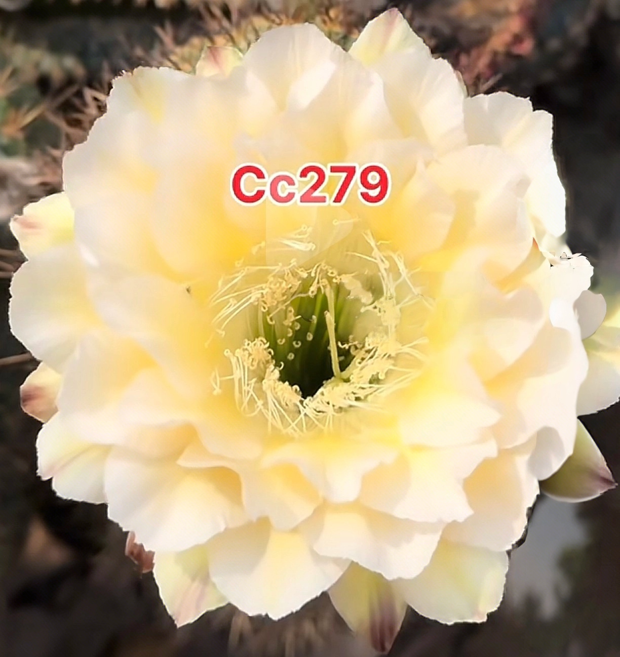 彩草cc279侧芽歪  满28包邮非偏远