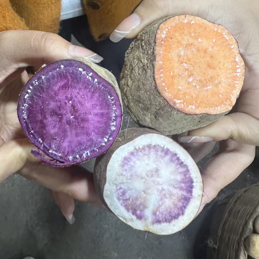 湘西农家现挖现发冰激凌红薯软糯香甜可蒸可煮可烤