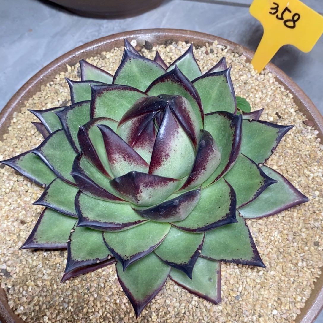 柒*福利进口美乌桃