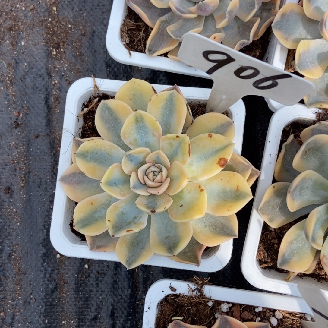 相***枫906汉堡锦多肉植物
