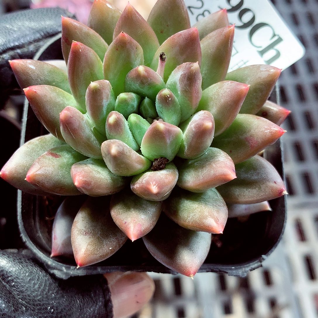 5厘米盆精控多肉399