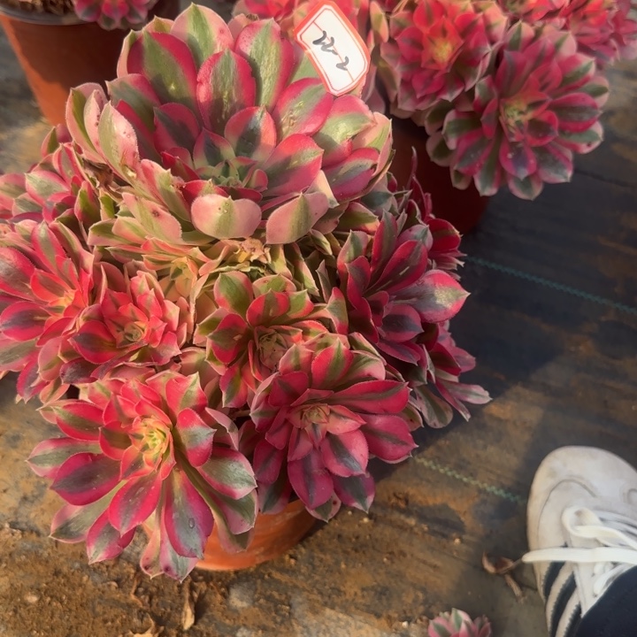 22-2女巫处理不包售后