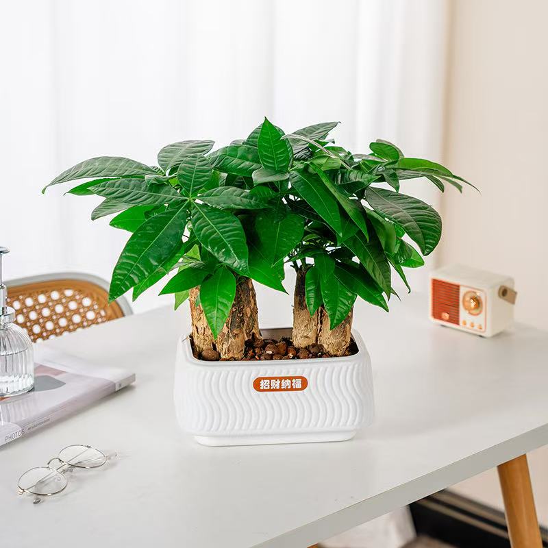 六杆发财树盆栽植物室内客厅绿植四季常青办公室盆栽花卉2