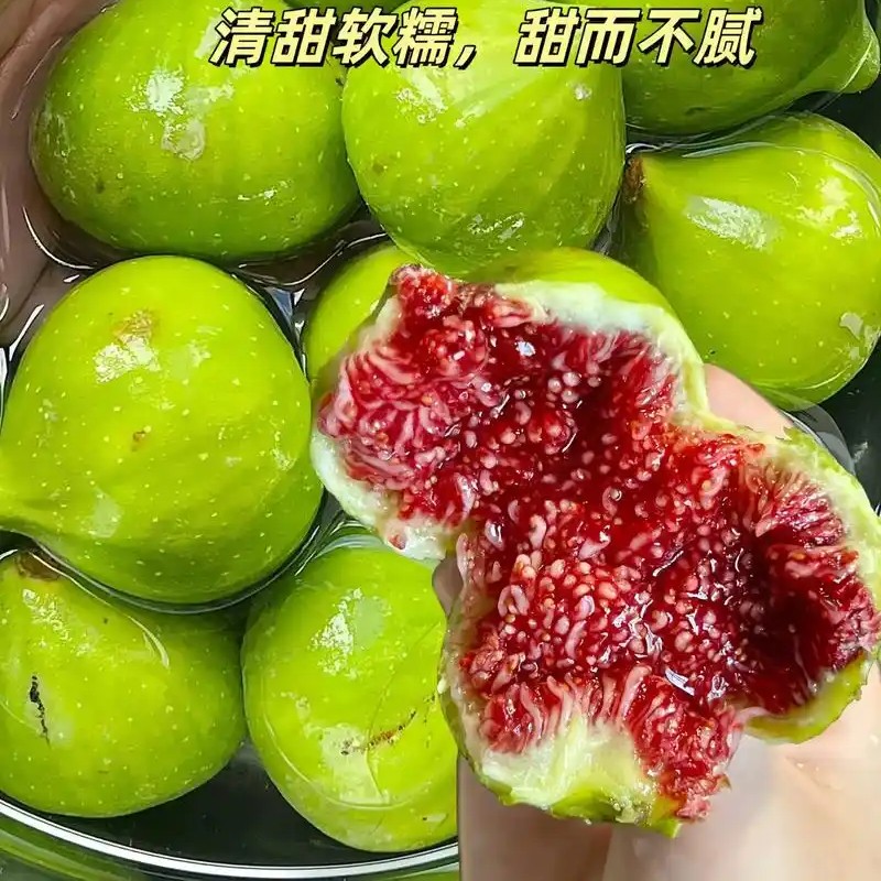 流蜜青皮无花果