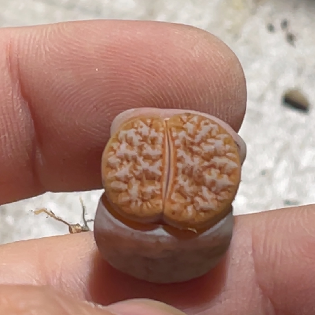 8097雪花山脉拿铁