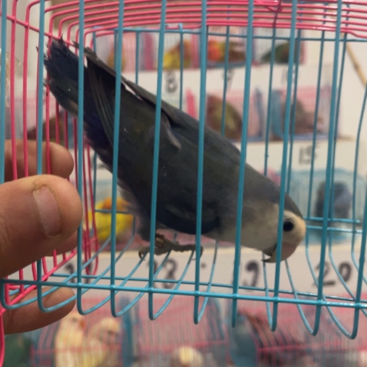 虎皮鹦鹉没*了牡丹