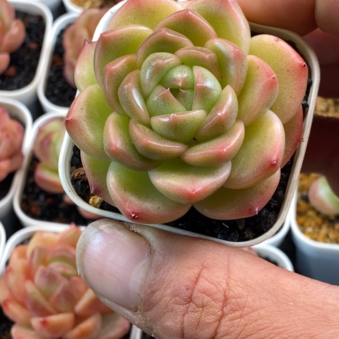 天官赐福百无禁忌