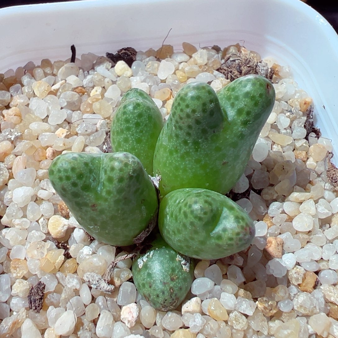 1204-621多肉多日斑马955d