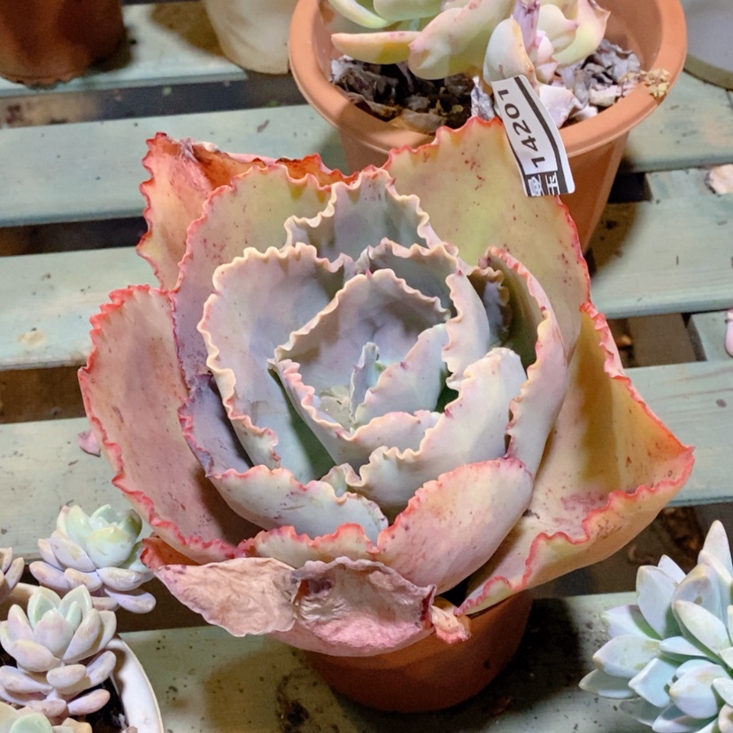 【闪购商品】蓝色妖姬14201