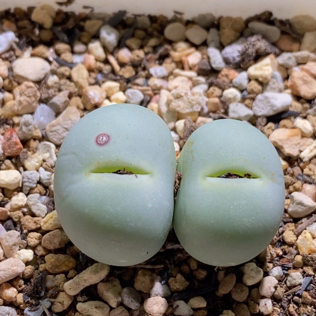 鸽子蛋好看好看很好看