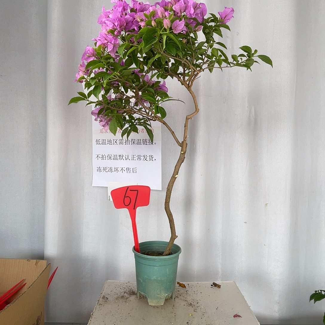 大部分开放少量花苞67巴西紫