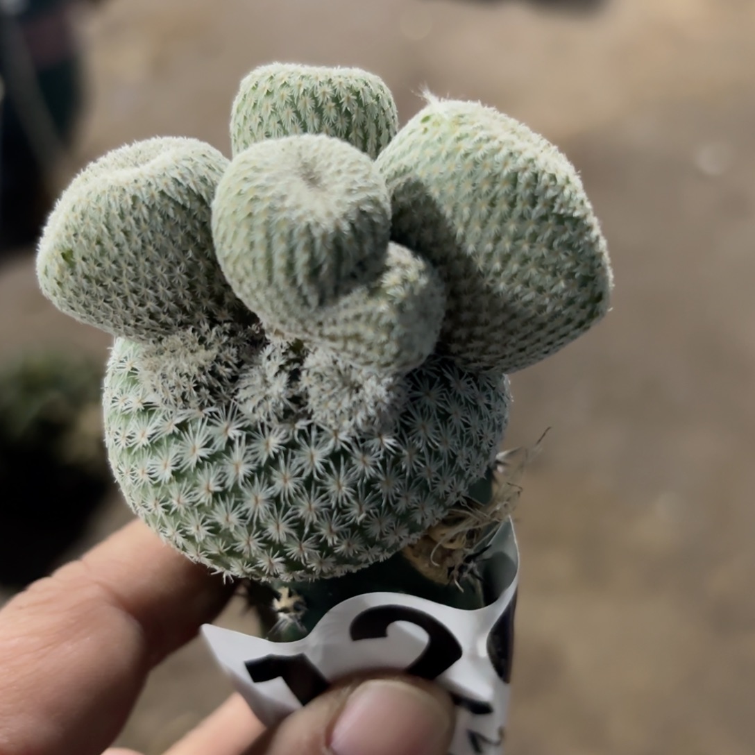 小人帽坠化仙人球120