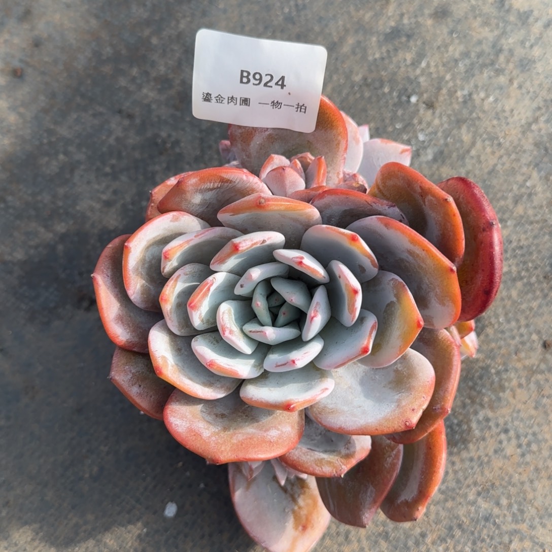 B924奶茶棒棒糖形9头