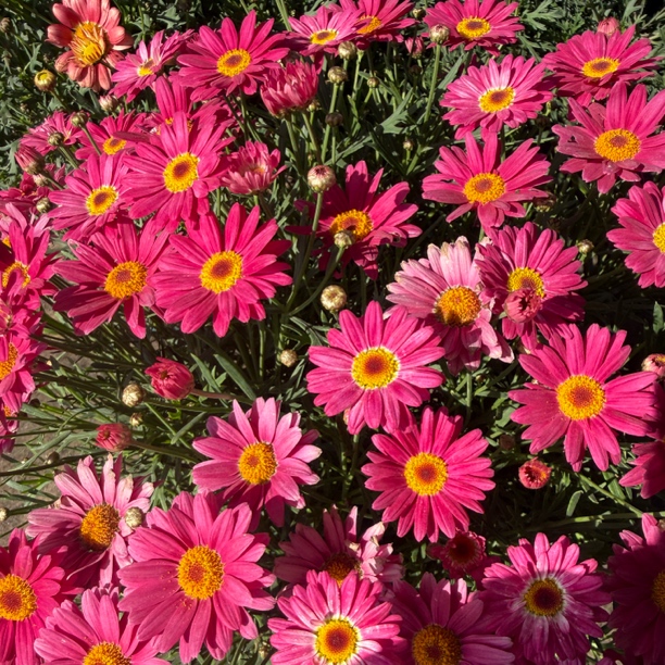 玛格丽特【玫红】直播草本花卉多年生爆花阳台庭院观赏花卉盆栽