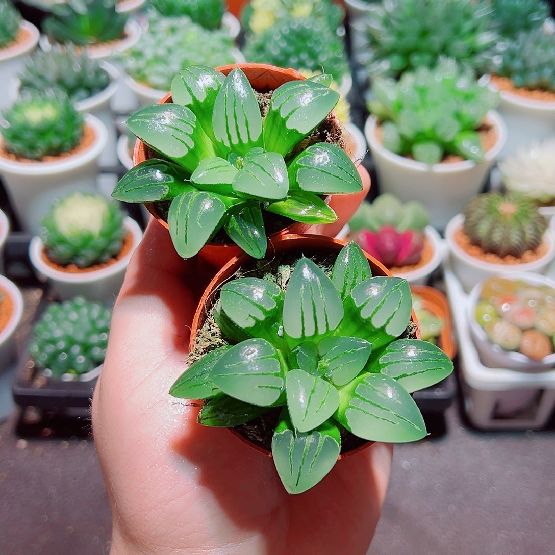 翠虎克多肉多肉多肉多肉