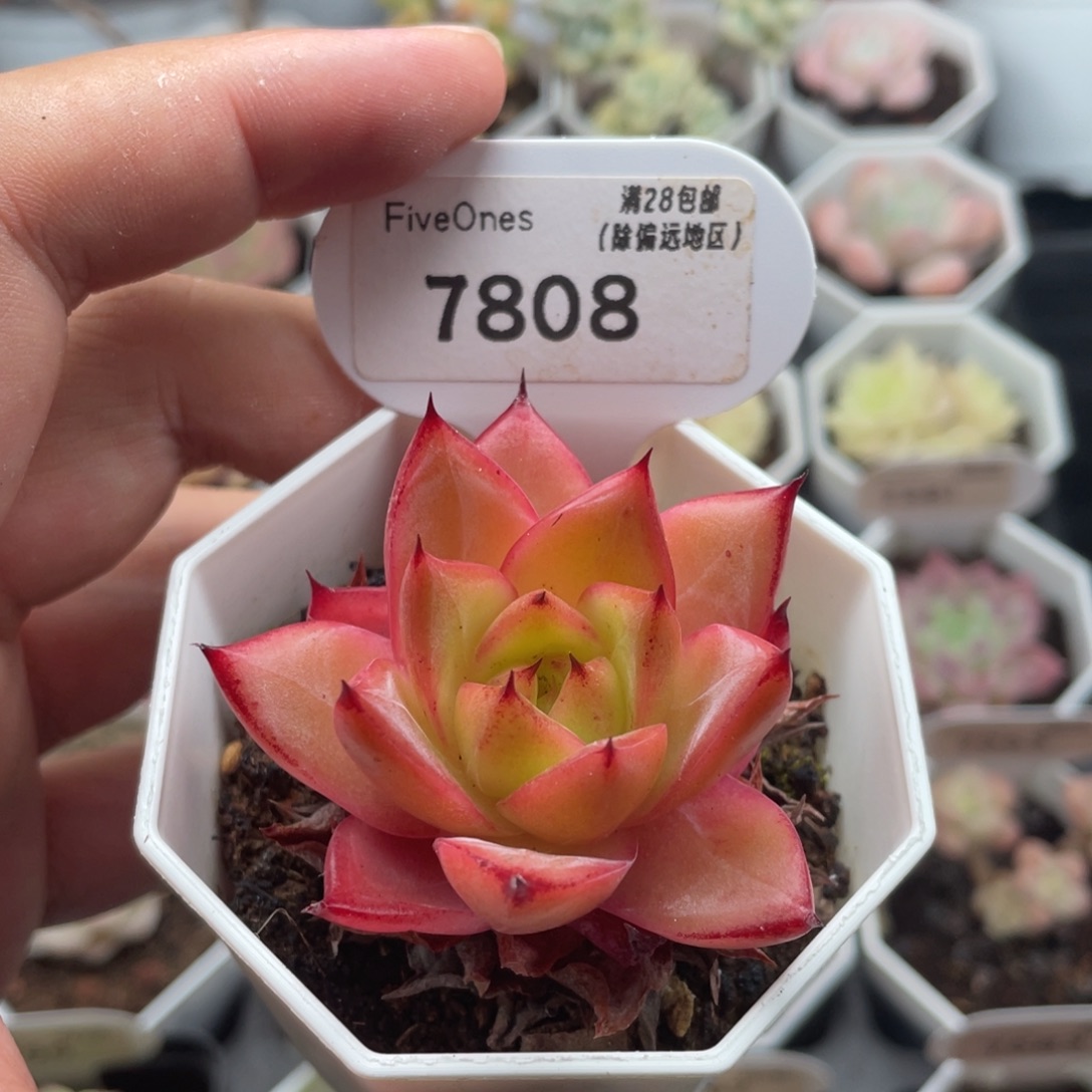 比翼鸟7808-5厘米