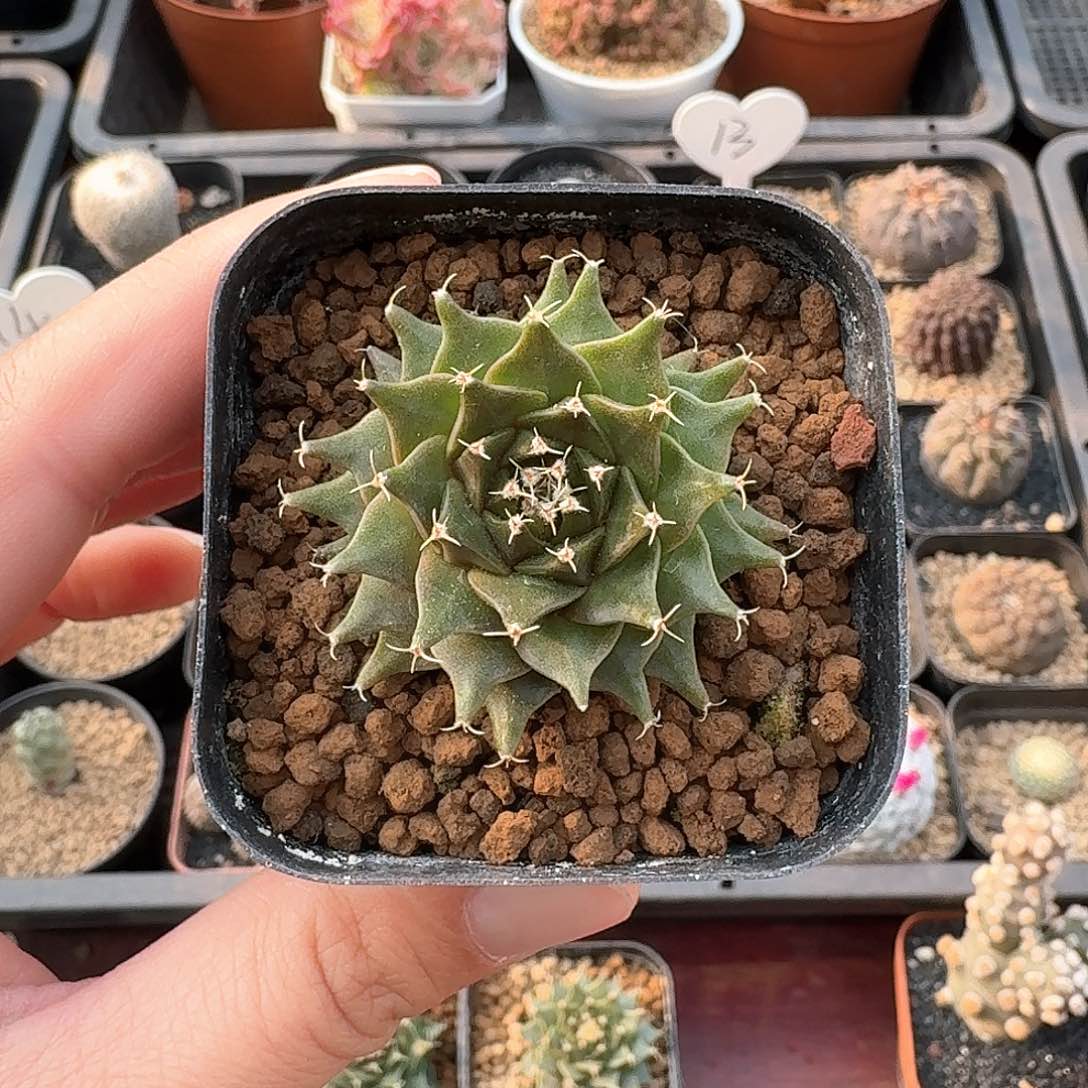 帝冠仙人球仙人球123