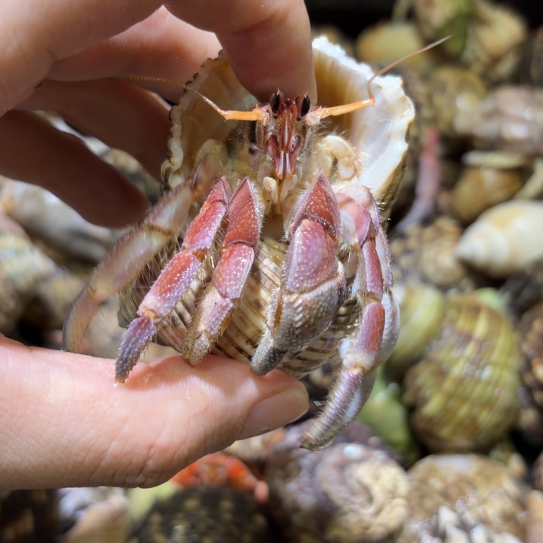活体寄居蟹 不退不换 20