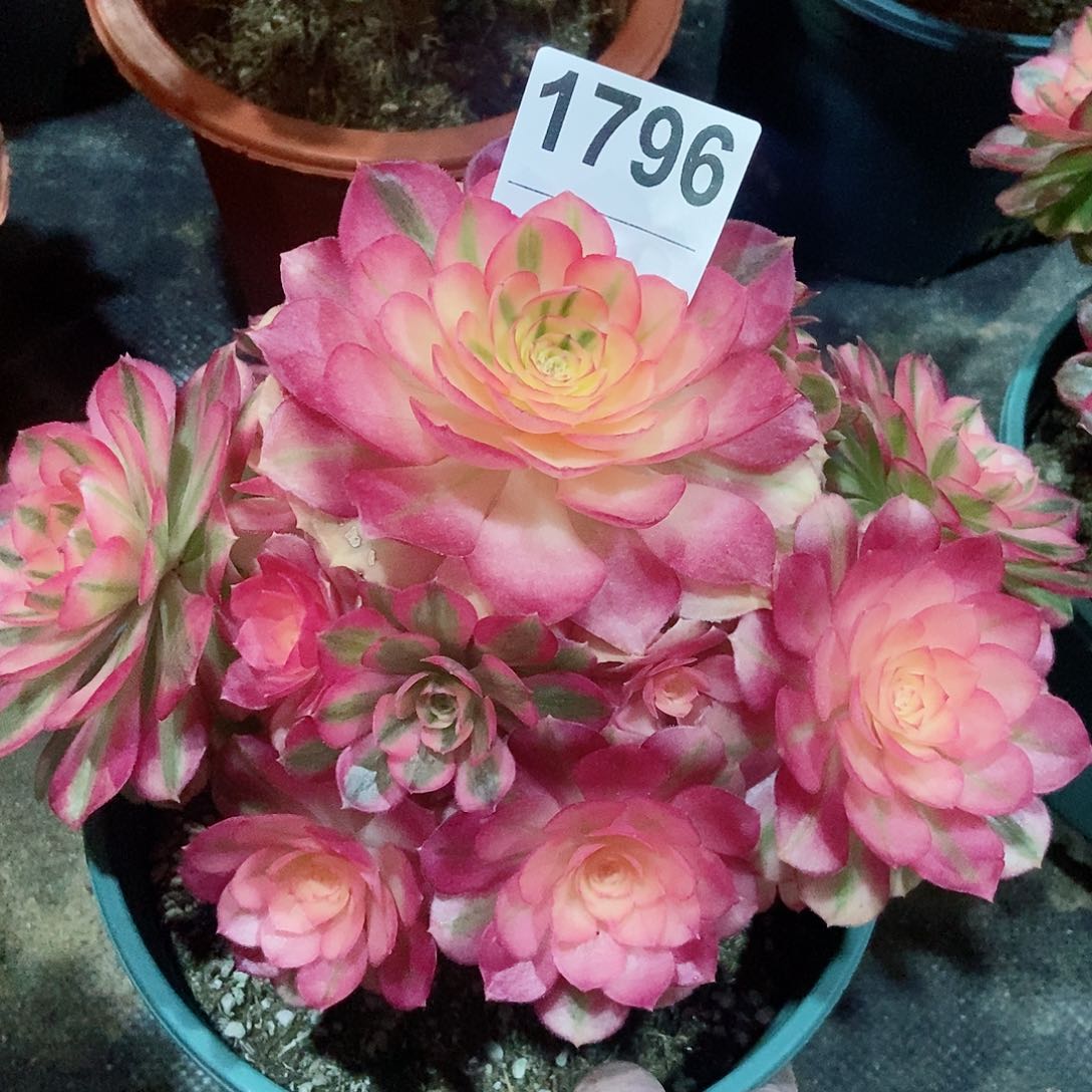 红陶1796倾城4冠服18.20