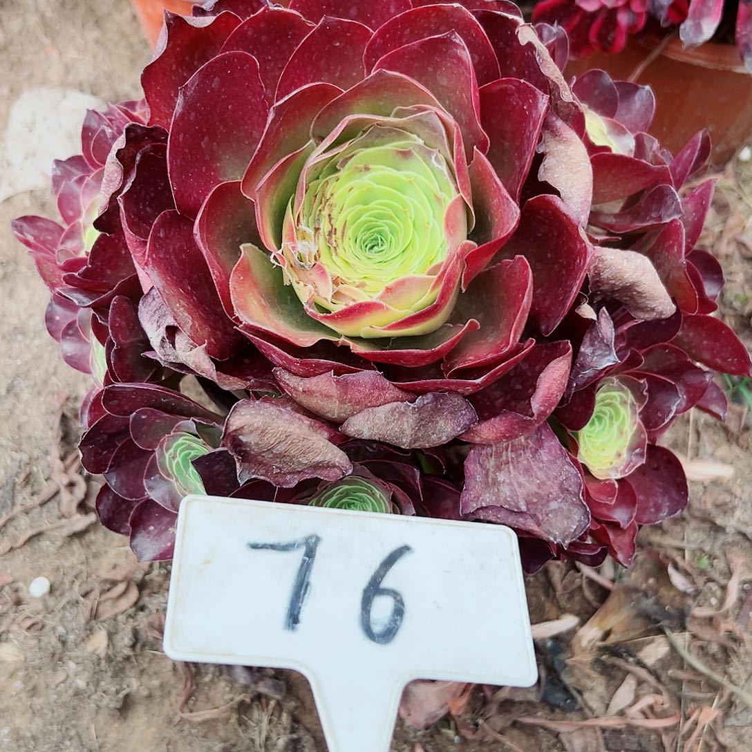 多肉植物梅金法师