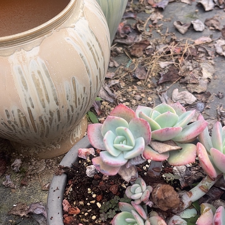 财***猫811不售后泡沫发货脱土不退不换