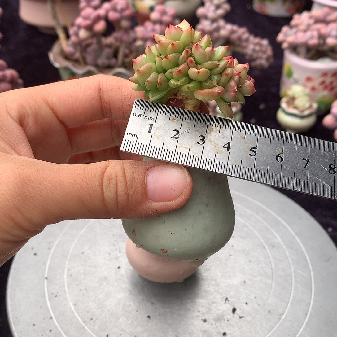 53号带盆偏远地区不包邮的