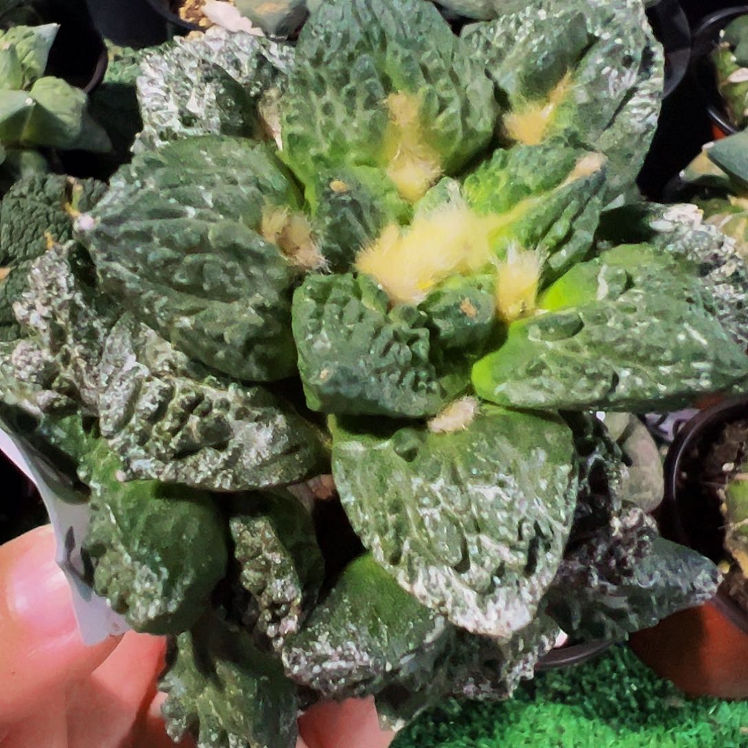 无花朵福利三头龟甲牡丹593