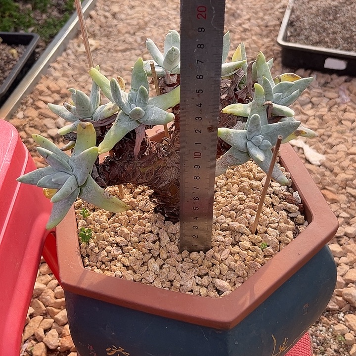 迪***巴八头拇指仙女杯老桩