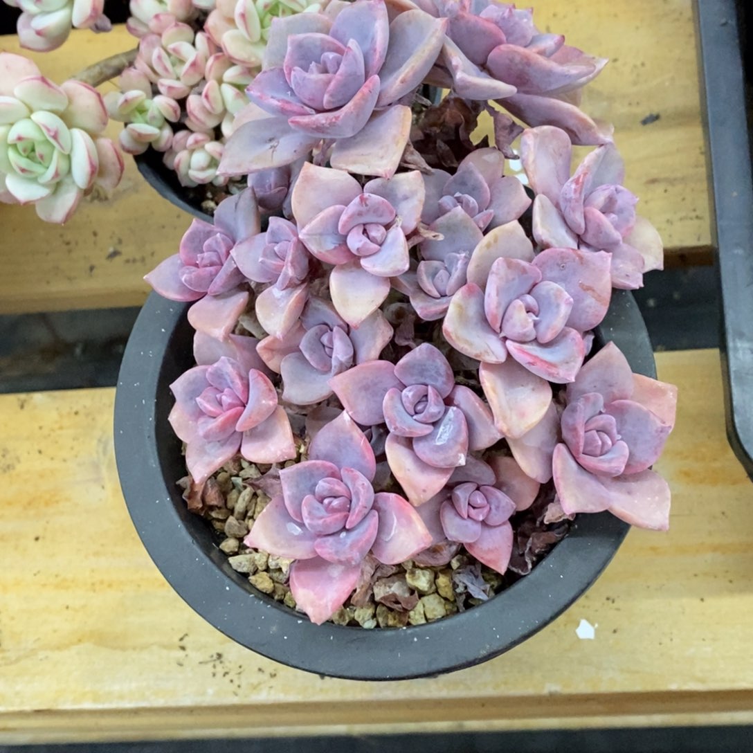 精品多肉一物一拍不包整56