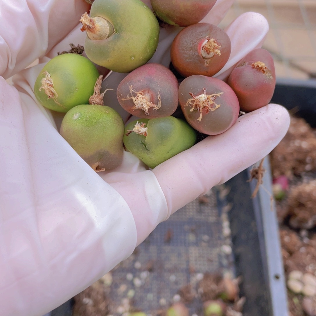 10颗毛888888880888