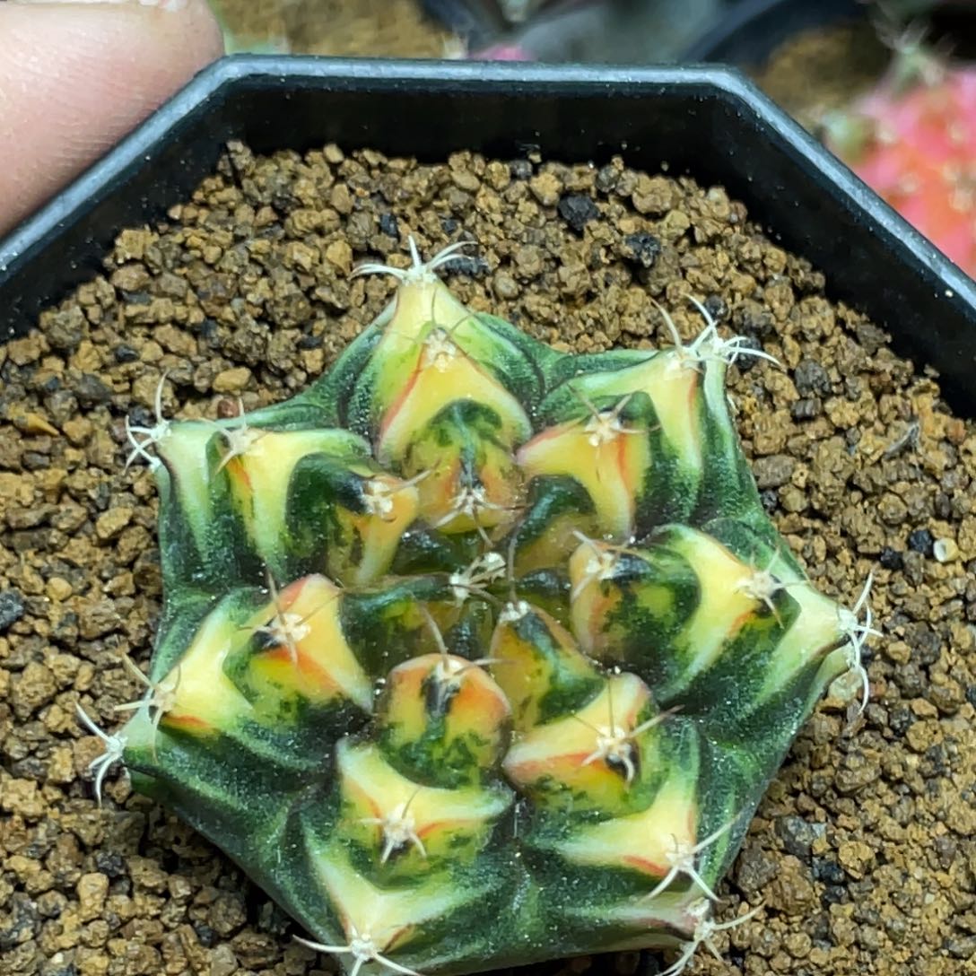 当前无花朵，栽培后可花朵 黄虎斑三角V锦