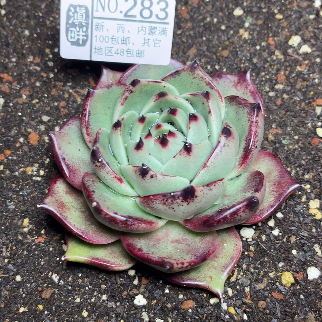 283……………………………………冬云