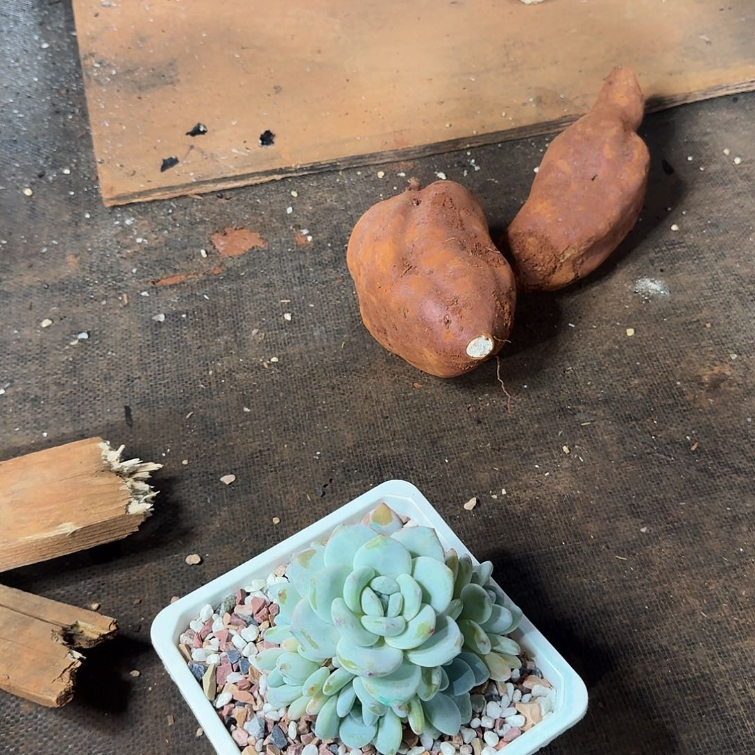 美肉一颗福利炸炸