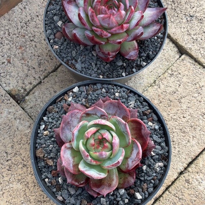 多肉植物惊鸿仙子