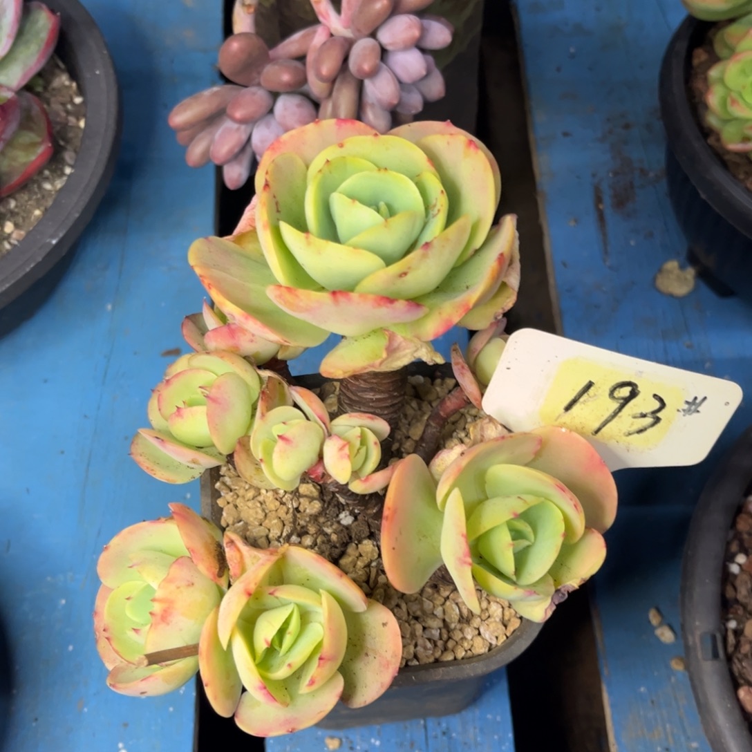 咖***喱小雨多肉咖喱碧桃