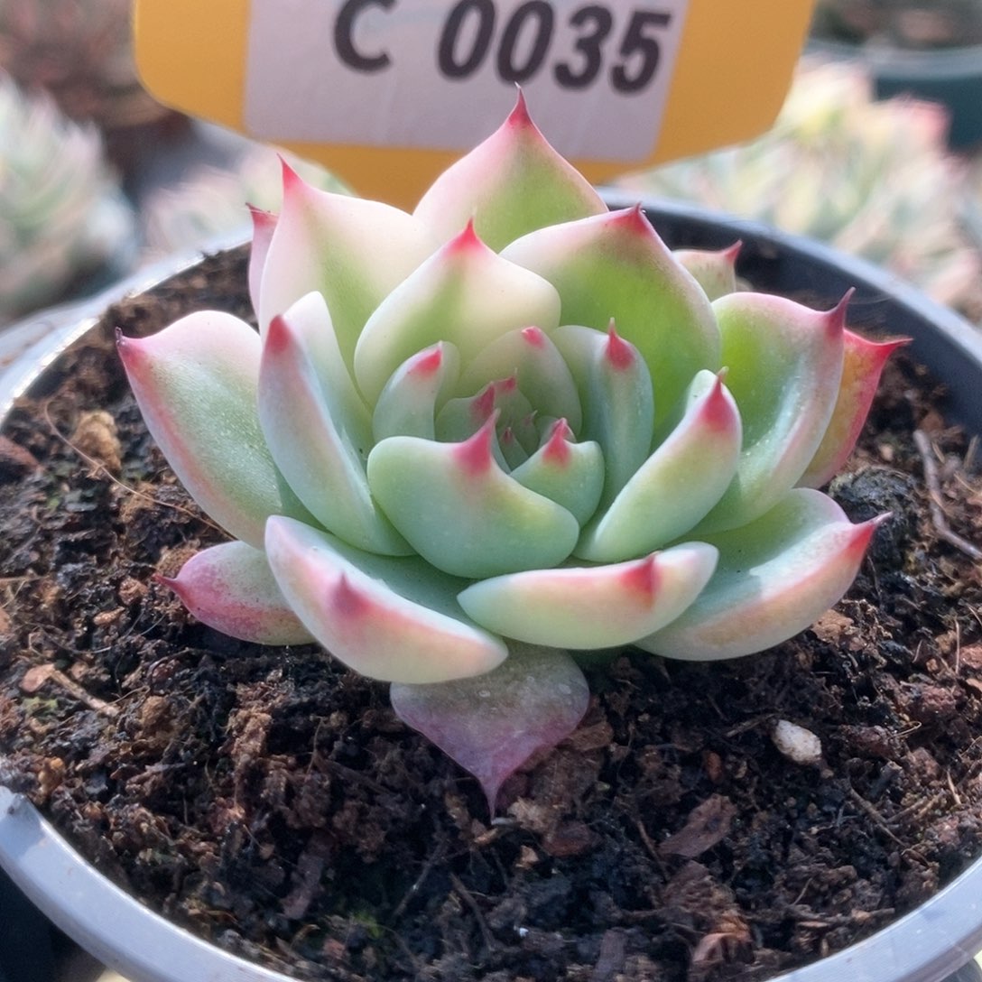 035锦锦锦锦锦锦锦