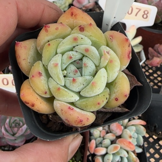 143白拉糖一物一拍多肉