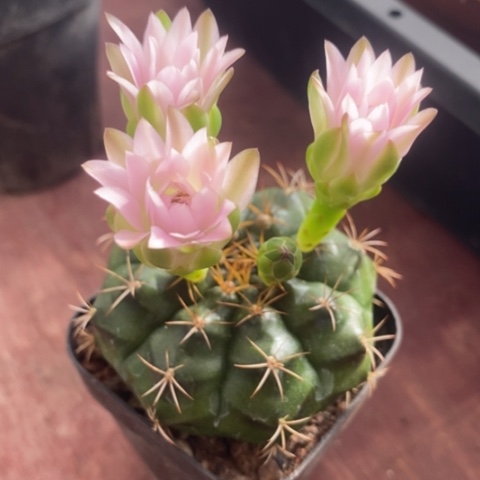 丽舍牡丹5仙人球